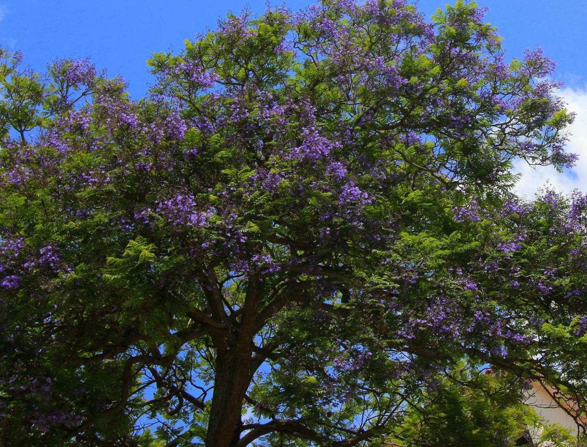 Apartmán Quinta Araucaria Funchal Funchal  Exteriér fotografie